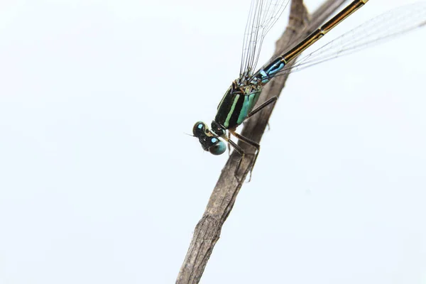 Damselflies Ischnura Senegalensis Branch — Stock Photo, Image