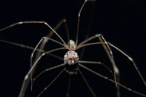 Mahzen Örümceği Baba Uzun Bacaklar Duvarda Örümcek — Stok fotoğraf