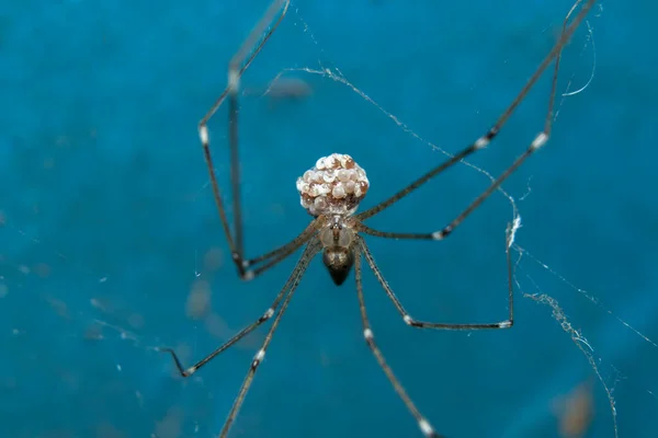 Cave Araignée Papa Jambes Longues Araignée Sur Mur — Photo