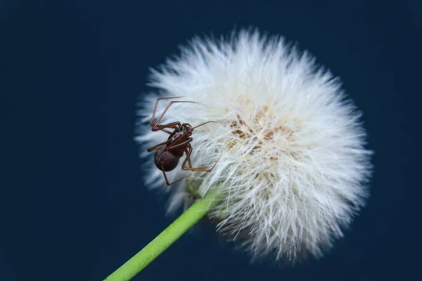 Brun Spindel Scytodes Fusca — Stockfoto