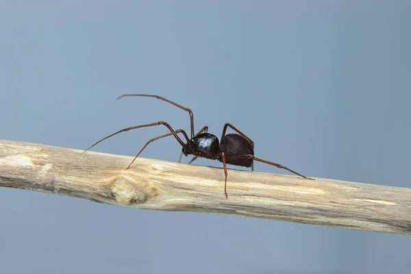 Brown Spitting Spider Scytodes Fusca Pada Cabang — Stok Foto