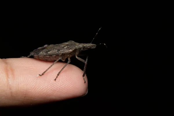 Brown Marmorated Stink Bug Halyomorpha Halys Ramo — Fotografia de Stock