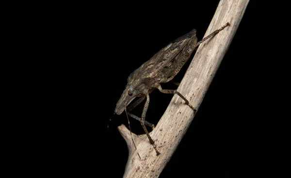 Brown Marmorated Stink Bug Halyomorpha Halys Ветке — стоковое фото