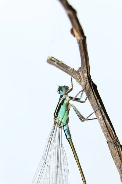 Damselflies Ifcura Senegalensis Branch — стоковое фото