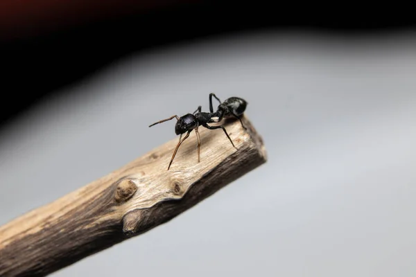 Ant Mimicking Jumping Spider Myrmarachne Japonica Гілці — стокове фото