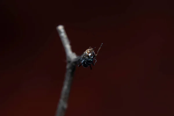 Mrówka Naśladująca Skoki Pająka Myrmarachne Japonica Gałęzi — Zdjęcie stockowe