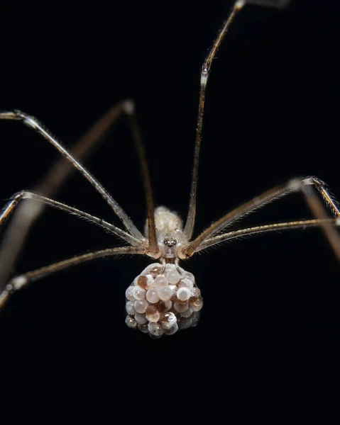 Mahzen Örümceği Baba Uzun Bacaklar Örümcek — Stok fotoğraf