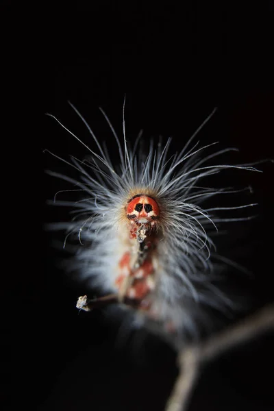 Caterpillar Scary Face Caterpillar Extreme Closeup Stock Photo Stock Image