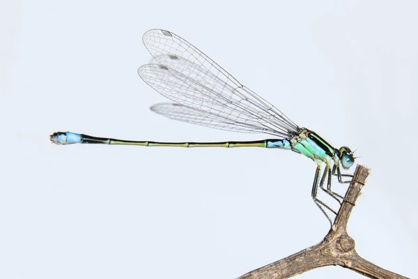 Damselflies Ischnura Senegalensis Branch Royalty Free Stock Images