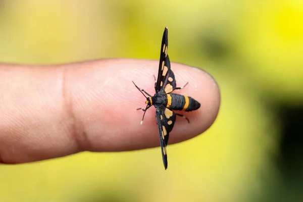 Amata Cyssea Hizmetçi Güve Parmak Uçlarında Stok Fotoğraf