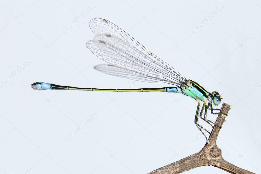 Damselflies (Ischnura senegalensis) on branch