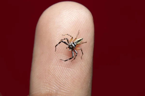 Chrysilla Jesudasi Finger — Stockfoto