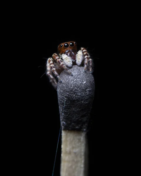 Bela Formiga Vermelha Preta Imitando Aranha Saltitante — Fotografia de Stock