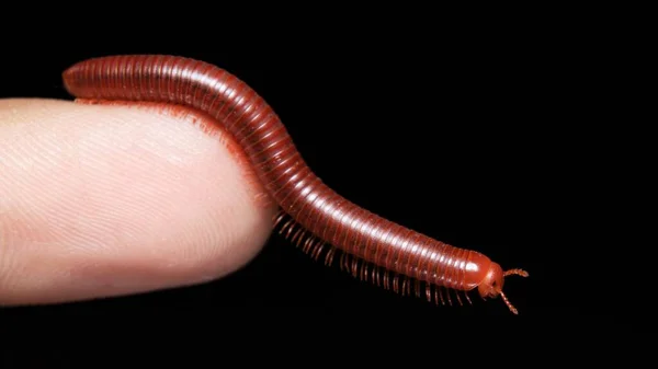 Vanliga Asiatiska Millipede Ansikte Närbild — Stockfoto