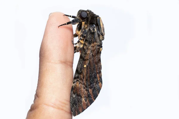 小規模な死の頭の鷹の蛾の閉鎖 — ストック写真