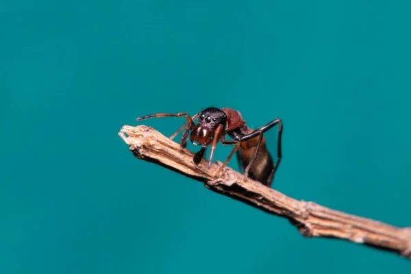 Bela Formiga Vermelha Preta Imitando Aranha Saltitante — Fotografia de Stock