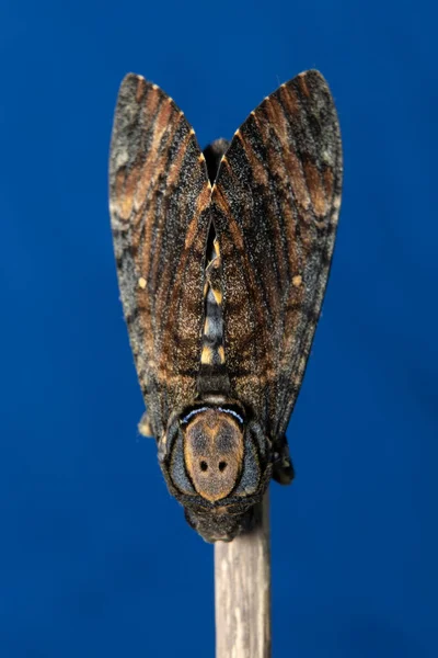 Close Lesser Death Head Hawkmoth — Stock Photo, Image