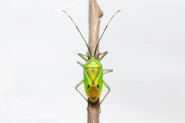 Bug Bouclier Assis Sur Une Branche — Photo