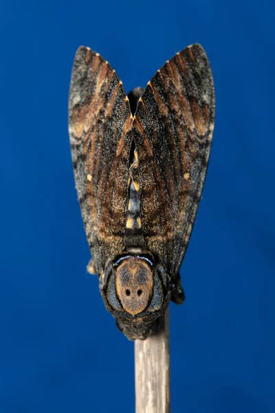 Close Lesser Death Head Hawkmoth Stock Image