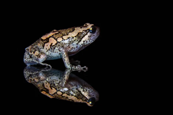 反射面上のぽっちゃりカエル — ストック写真