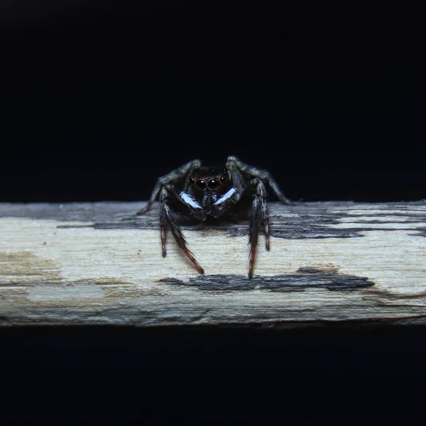 Noir Blanc Maison Spider Assis Sur Une Branche Macro Photographie — Photo