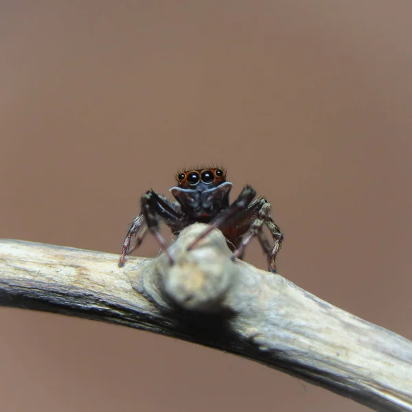 Černý Bílý Dům Pavouk Sedět Větev Makro Fotografie — Stock fotografie