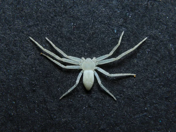 Schöne Weiße Laufkrebse Spinne Von Oben Archivfoto — Stockfoto