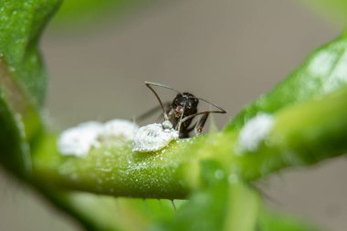 Karıncalar yemek böcekleri ile ilişkilendirilir güzel stok fotoğrafı