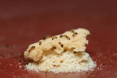 Pastanın üstünde kırmızı karınca. Güzel bir fotoğraf.