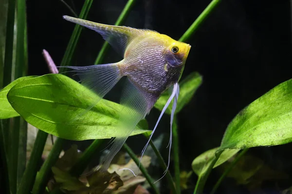Angel fish on a planted tank beautiful stock photo