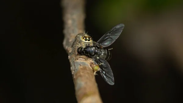 Hyllus Giganteus Macro Bella Foto Scorta — Foto Stock