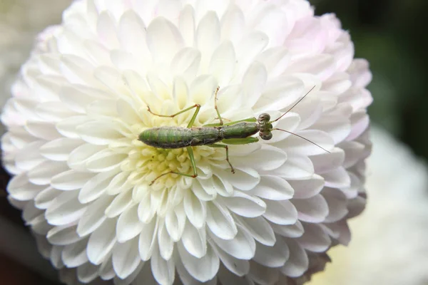 花の美しいストックフォトでカマキリを祈る — ストック写真