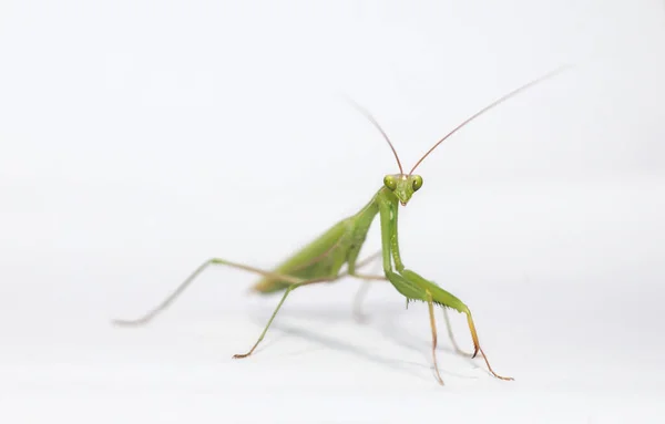 Praying Mantis Bela Foto Stock — Fotografia de Stock