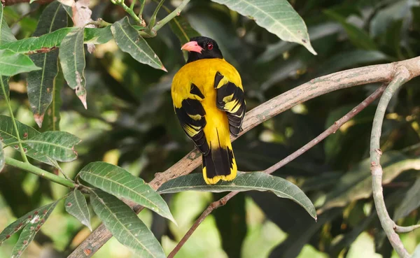 Beautiful Black Hooded Oriole Sit Tree Beautiful Stock Photo Royalty Free Stock Photos