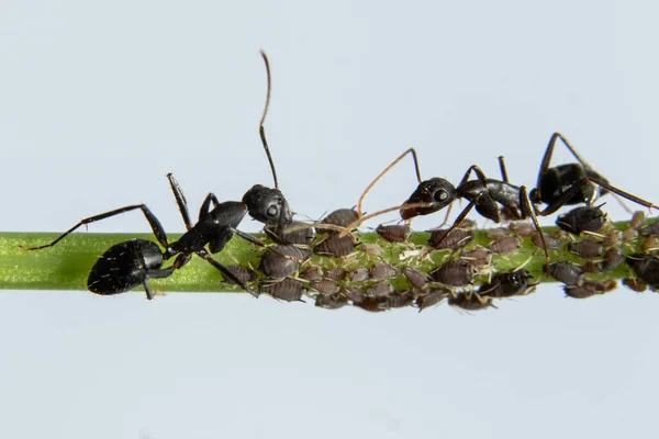 Yaprak Bitlerini Koruyan Karıncalar Telifsiz Stok Imajlar