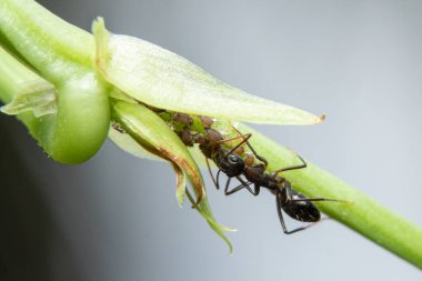 Simbiyotik Karıncalar ve Yaprak bitlerinin Güçlü İlişkileri Var