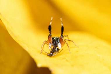 Metalik Jumper (Siler Semiglaucus) Yakın çekim av konumu