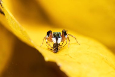 Metalik Jumper (Siler Semiglaucus) EYE CLOSEUP