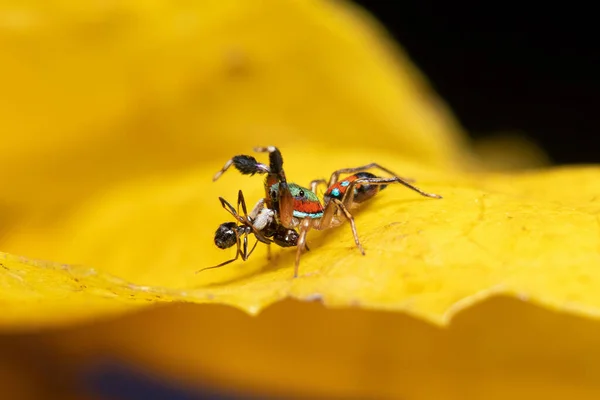 Den Metalliska Hopparen Siler Semiglaucus Ett Gult Blad — Stockfoto