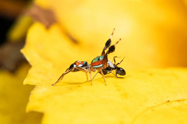 Saltador Metálico Siler Semiglaucus Con Comida —  Fotos de Stock