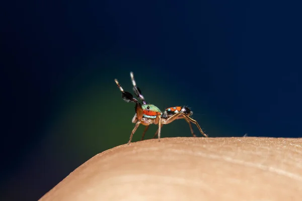 Jumper Metálico Siler Semiglaucus — Fotografia de Stock