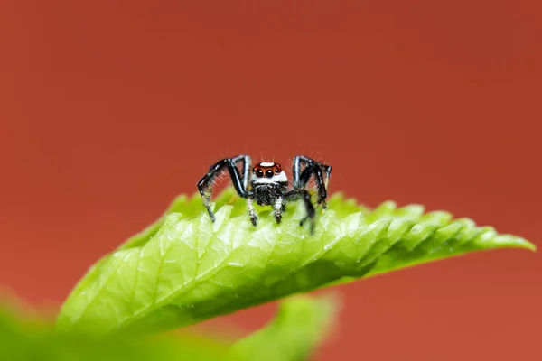 西尔维亚纳跳跃蜘蛛在叶子上 — 图库照片