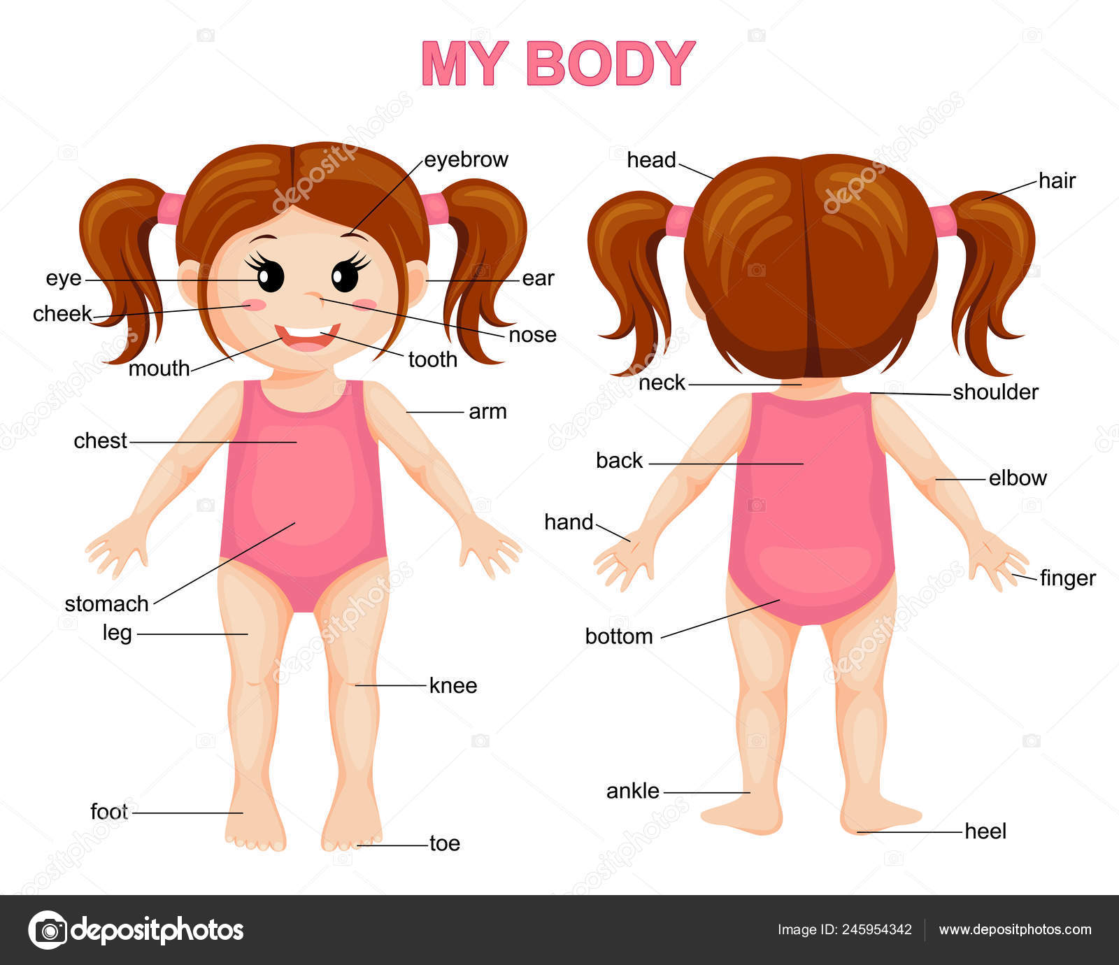 Body Parts Diagram Cartoon - Male organ chart stock illustration