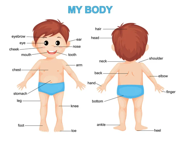 Tělo Roztomilý Kreslený Chlapec Plakát Částí Těla — Stockový vektor