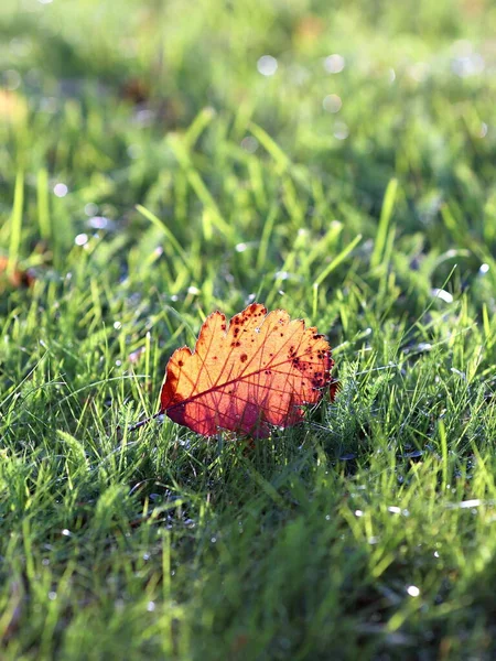 Закрыть Вид Листья Оранжевый Желтый Лист Траве Мятный Зеленый Фон — стоковое фото
