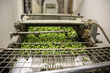 Yağ değirmeninde zeytin