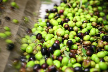 Yağ değirmeninde zeytin