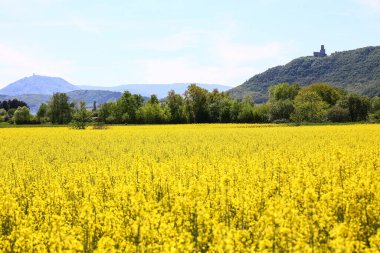 Alsas şarap rotasında tecavüz çiçekleri, Koenigsbourg kalesi