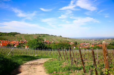 Riquewihr 'in üzüm bağlarındaki görüntüsü