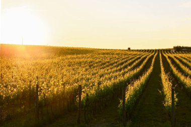Umbrian tepelerinde ve şarap bağlarında gün batımı